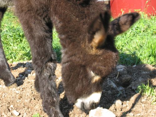 nerone-14.JPG