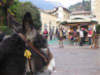 Asini e bancarelle di natale ad arco