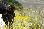 Asinelli a Castelluccio