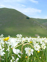 Castelluccio di Norcia