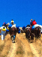 Trekking Muli Umbria